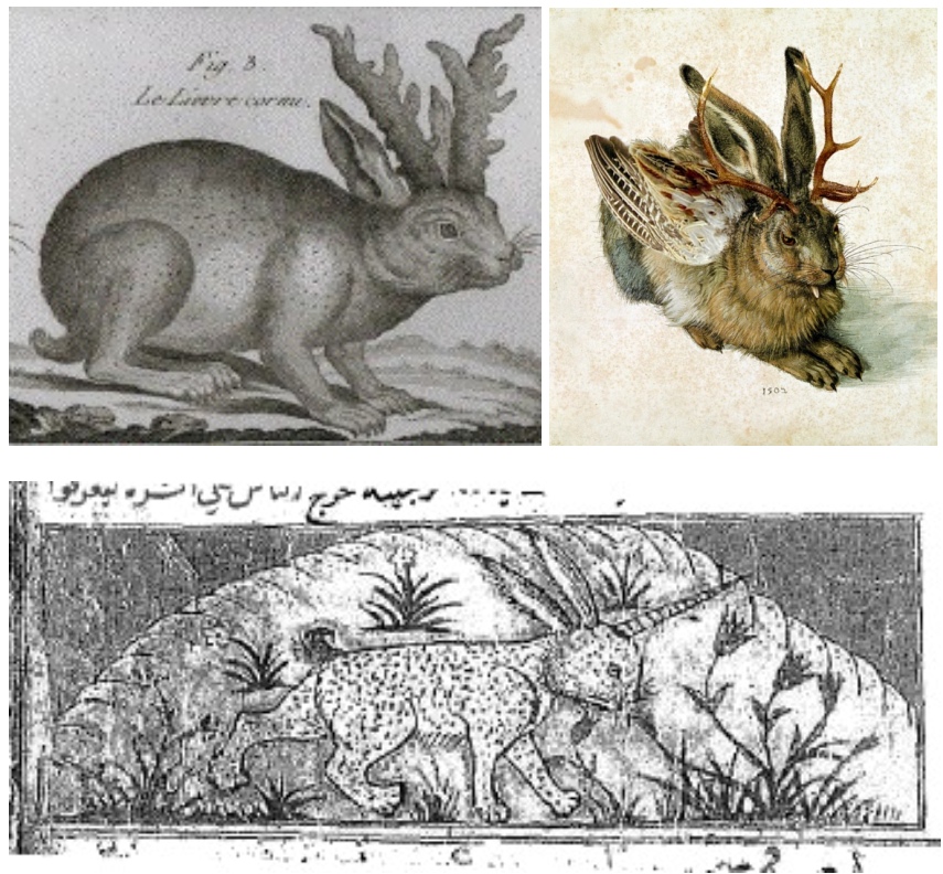 Lepus Cornutus